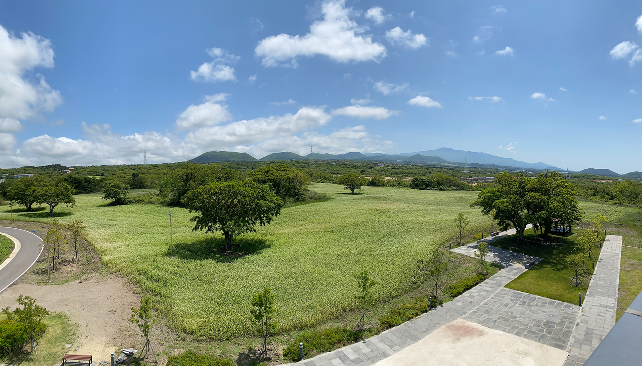 제주 와홀메밀마을