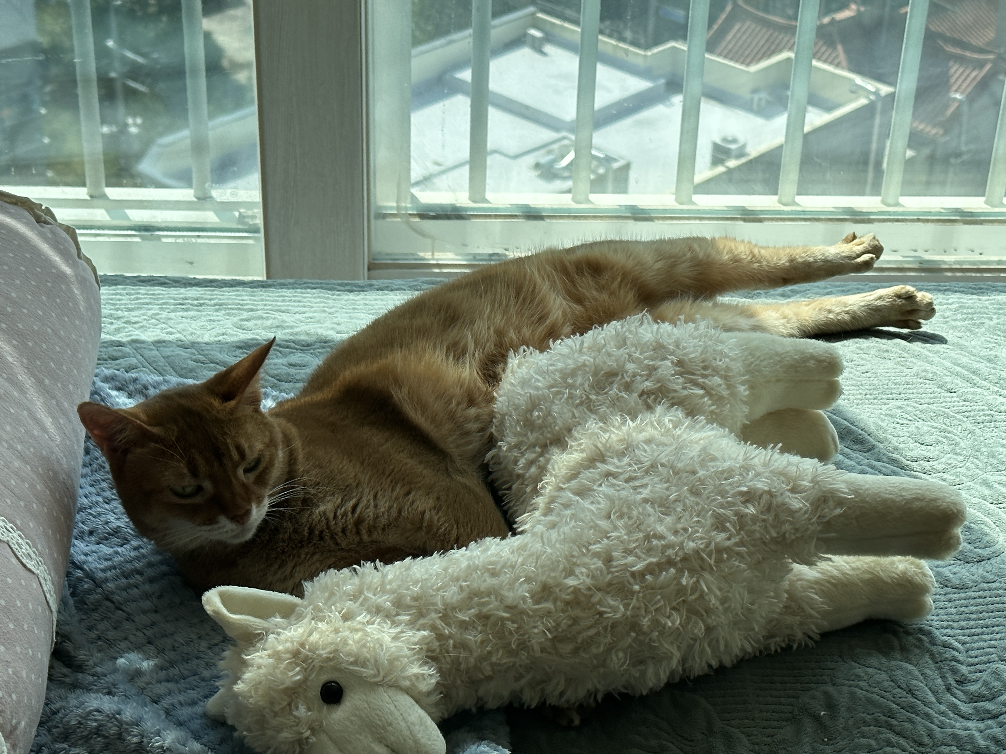 머리부터_발끝까지_라마랑_똑같이_누워있는_루나