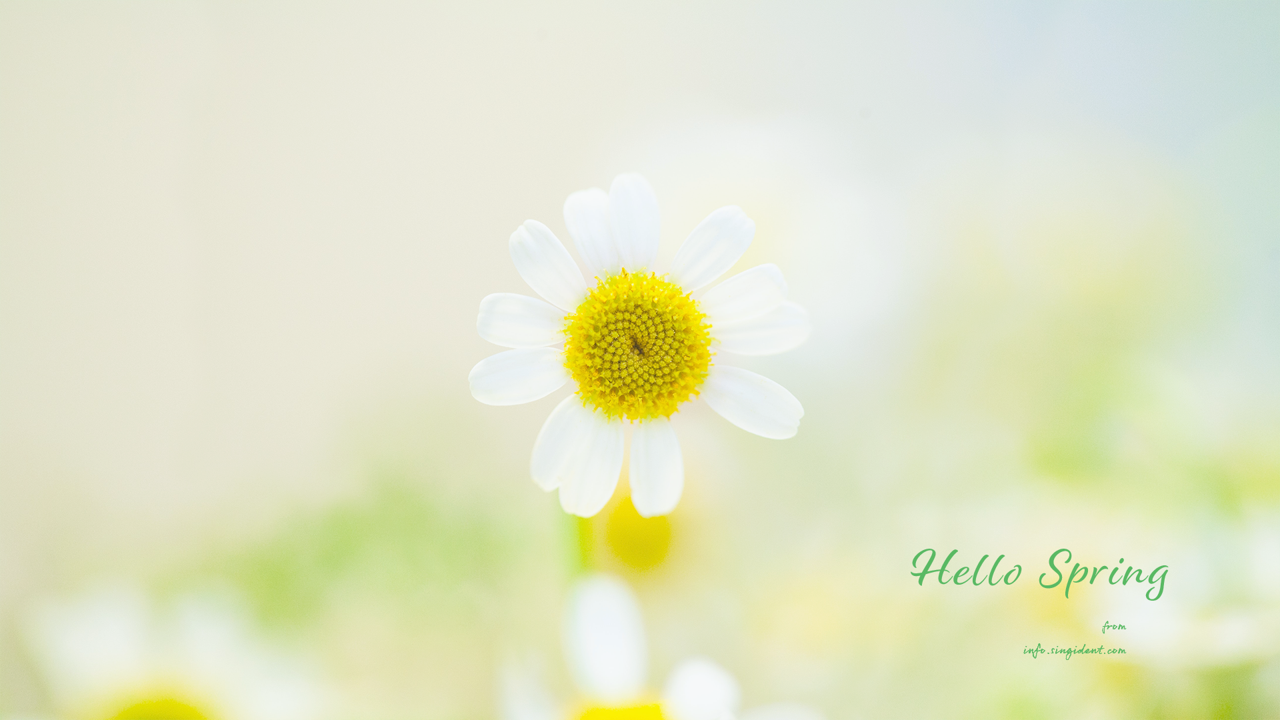 03 봄꽃 C - Hello Spring 봄배경화면