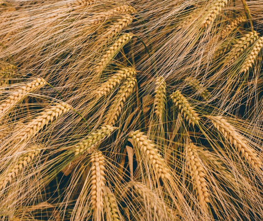 맥주효모의 탈모 효과