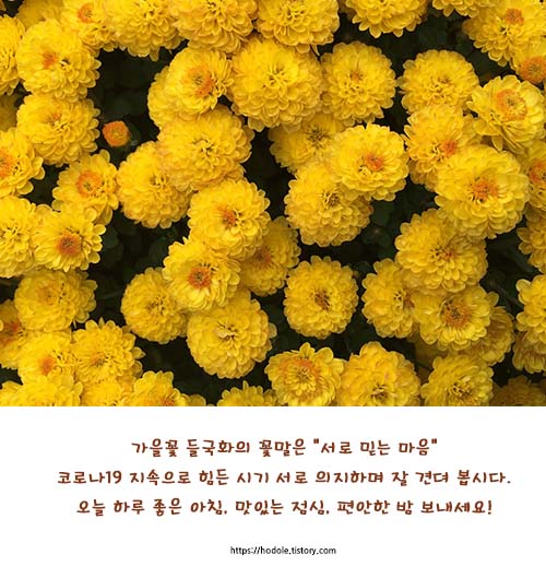 들국화사진인사