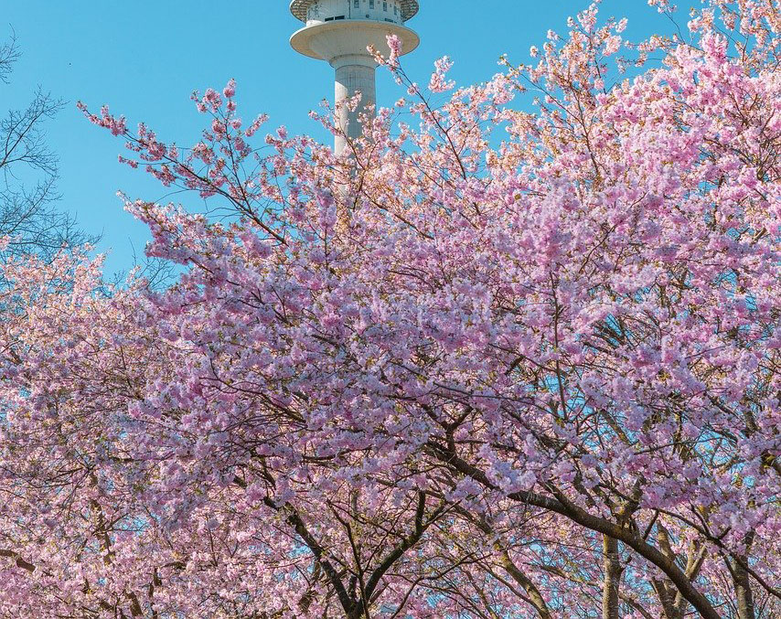 여의도 벚꽃 마라톤