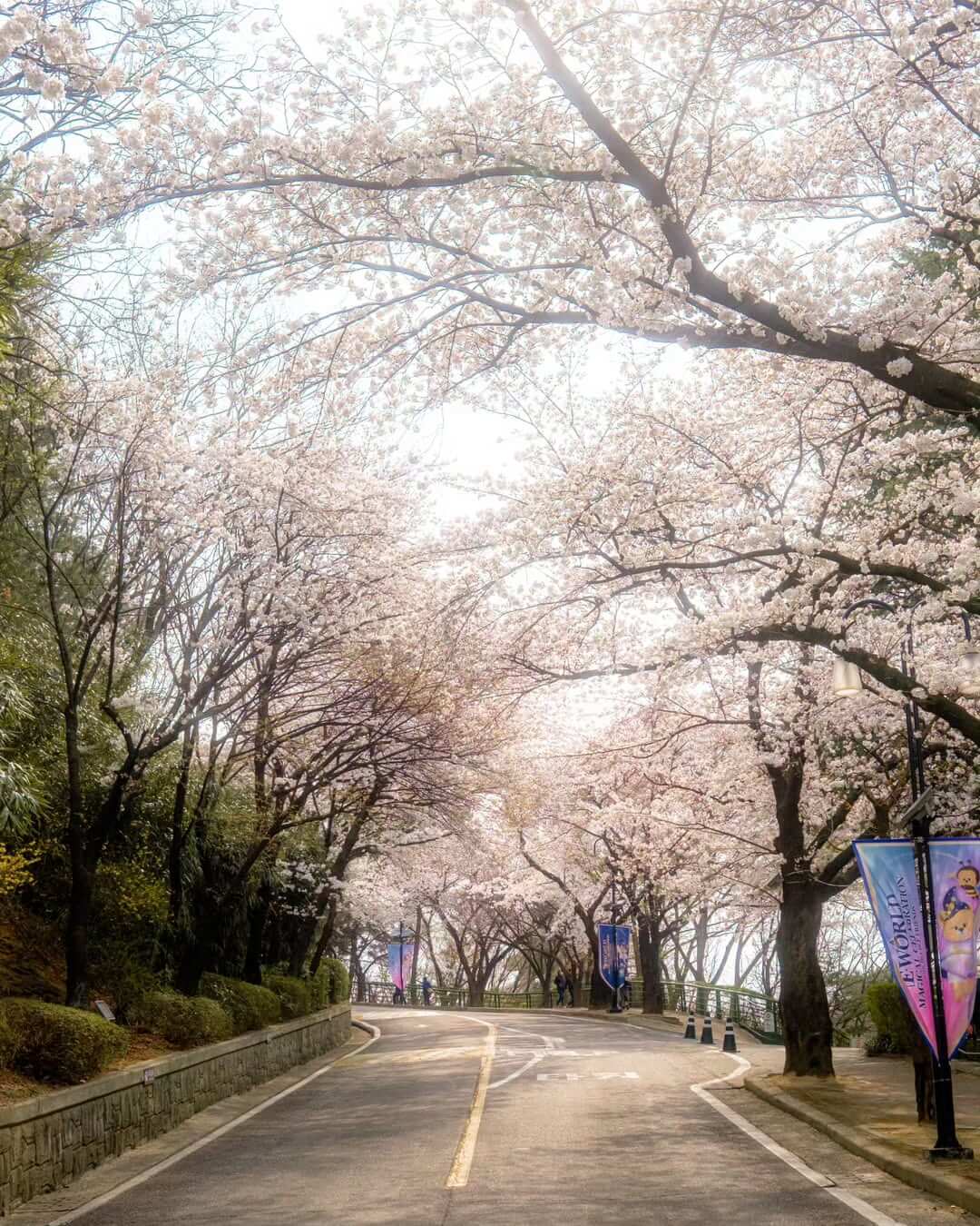 2025 대구 이월드 벚꽃 축제 일정 입장권 예매 이벤트 할인정보