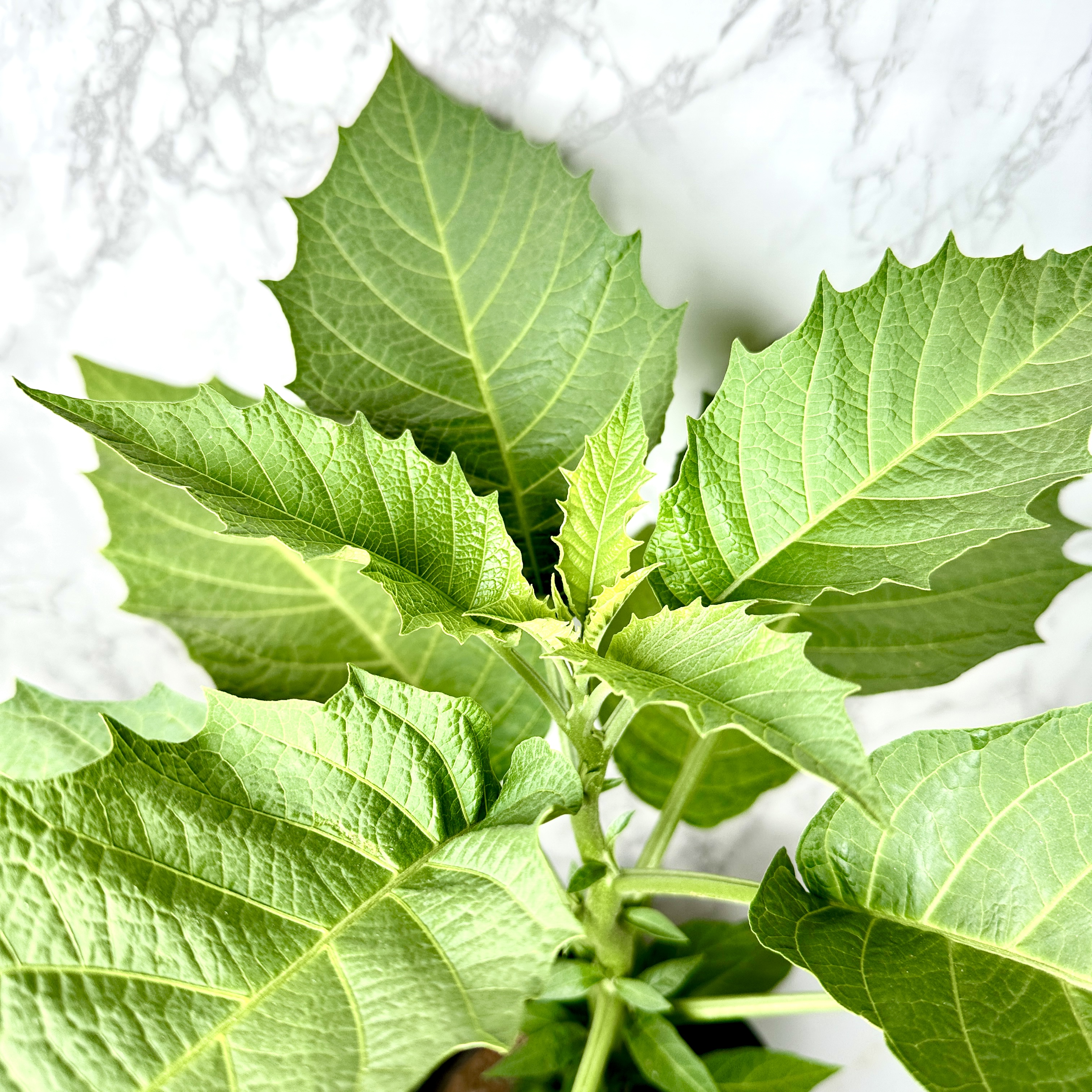 천사의나팔 키우기 꽃 꽃말 키우는방법