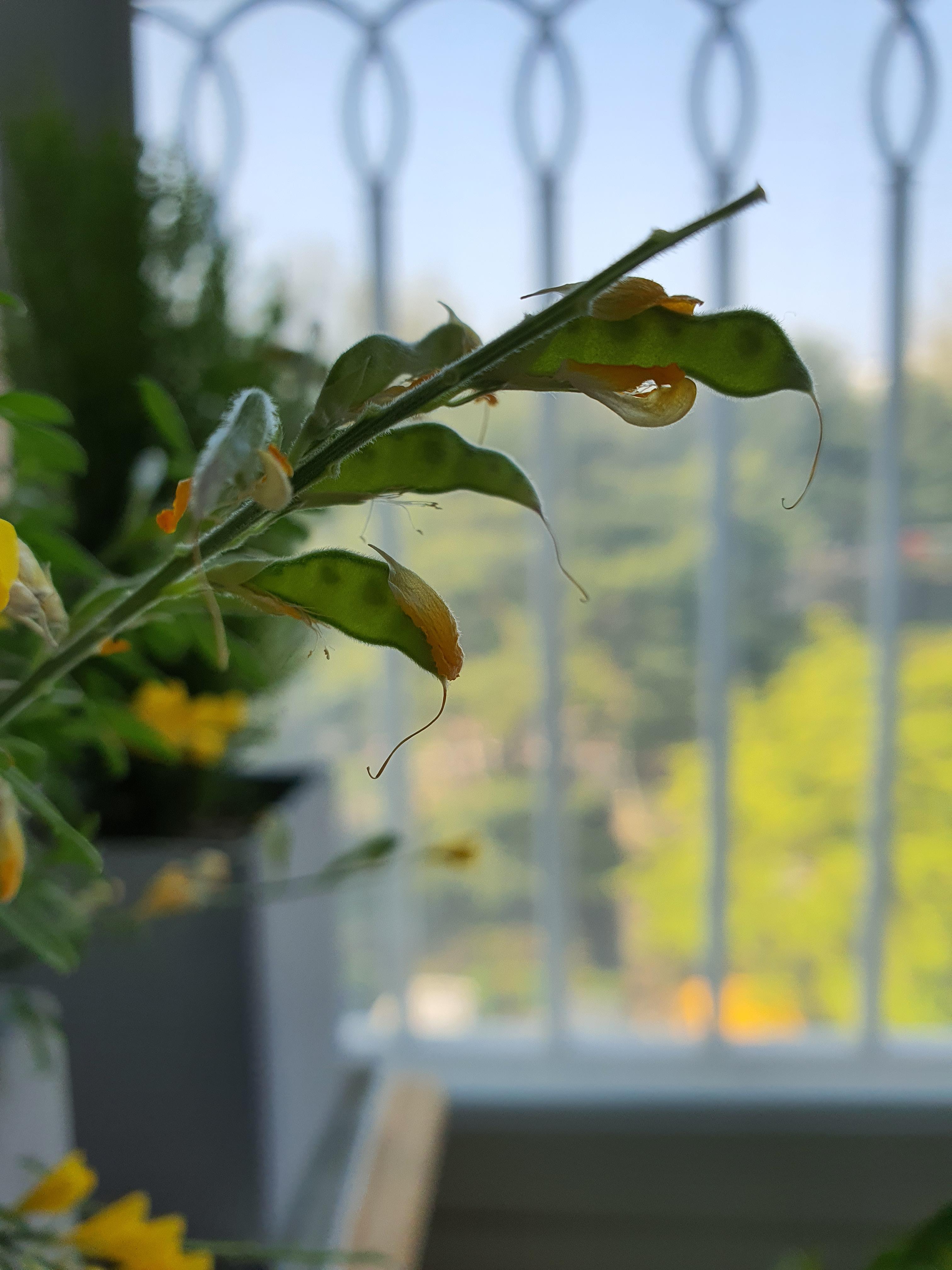 애니시다-2021.04.10.