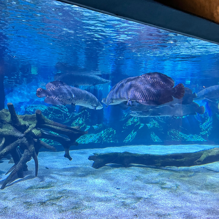 전설의 고대어, 피라루쿠