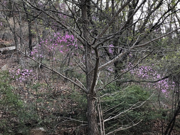 예술공원 진달래