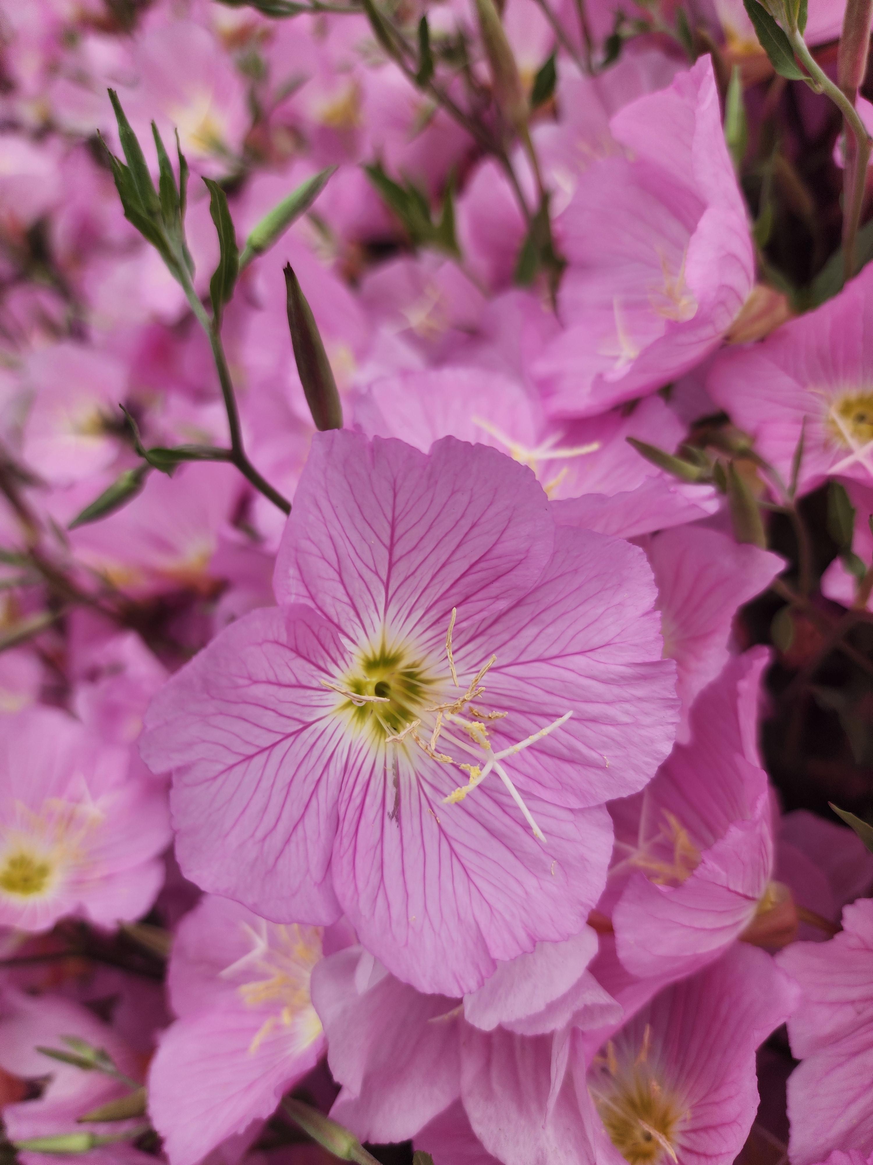 낮달맞이꽃은 처음에는 흰색이다가 점차 분홍색으로 변해요