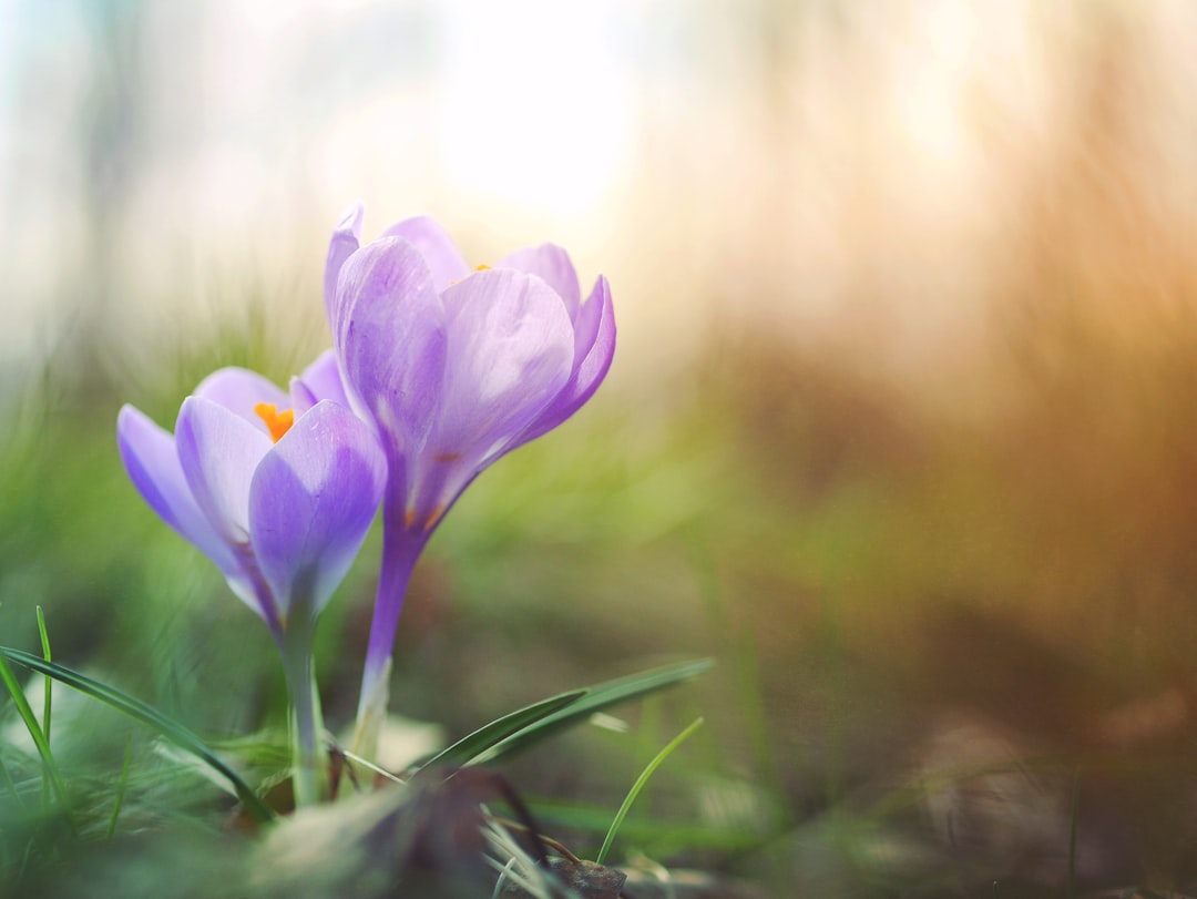 Spring