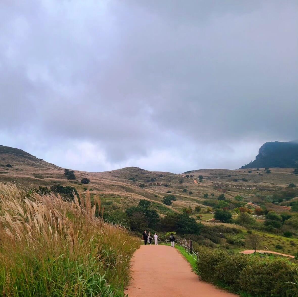 황매산 억새축제기간