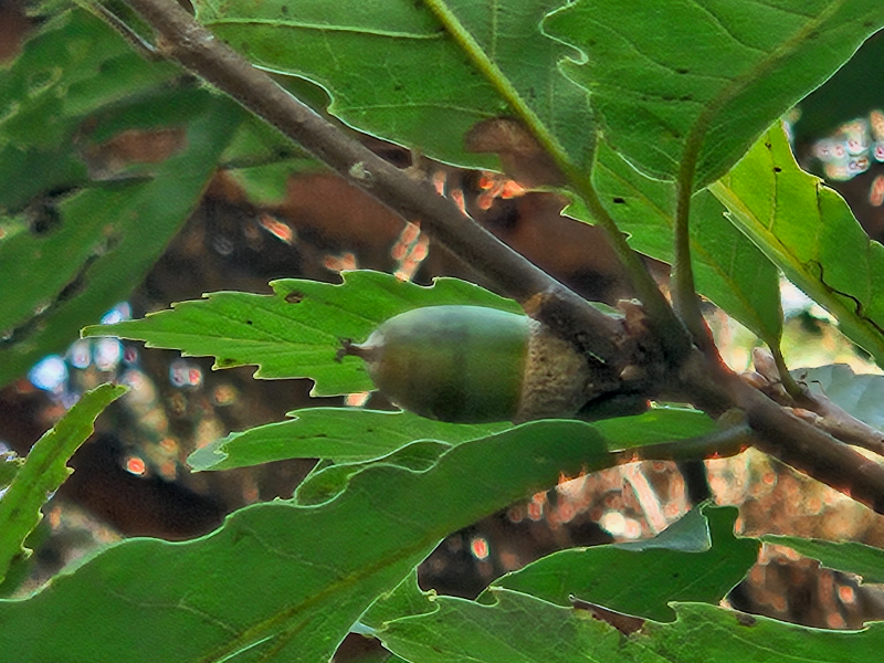 졸참나무 열매1