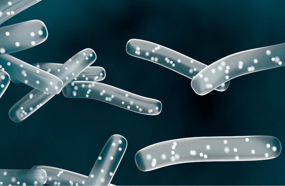 유산균 효능 부작용