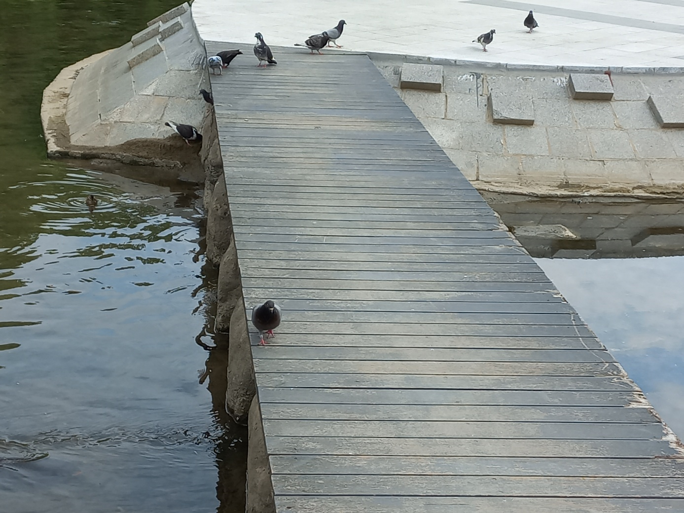 양재천에 놀러 온 비둘기들