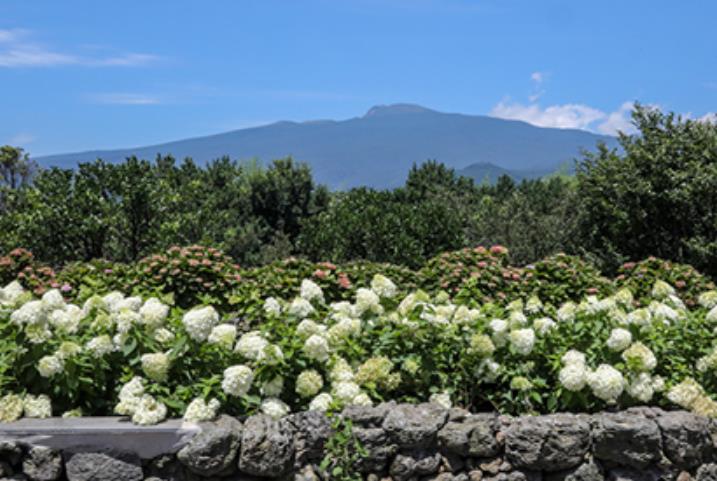 휴애리 수국축제