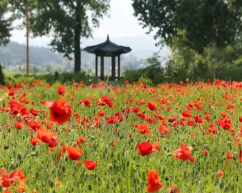 자라섬 꽃축제_18