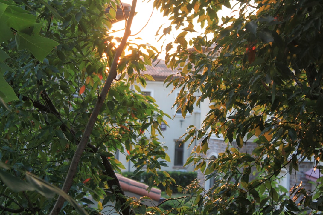 'Sunlight'