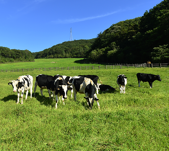대관령 하늘목장