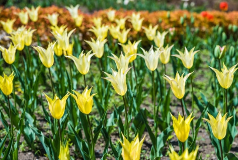 튤립 명소에 가서 찍은 사진