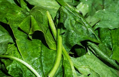 지방간에 좋은 음식6