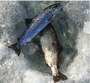 화천 산천어축제 근처 숙소 숙박