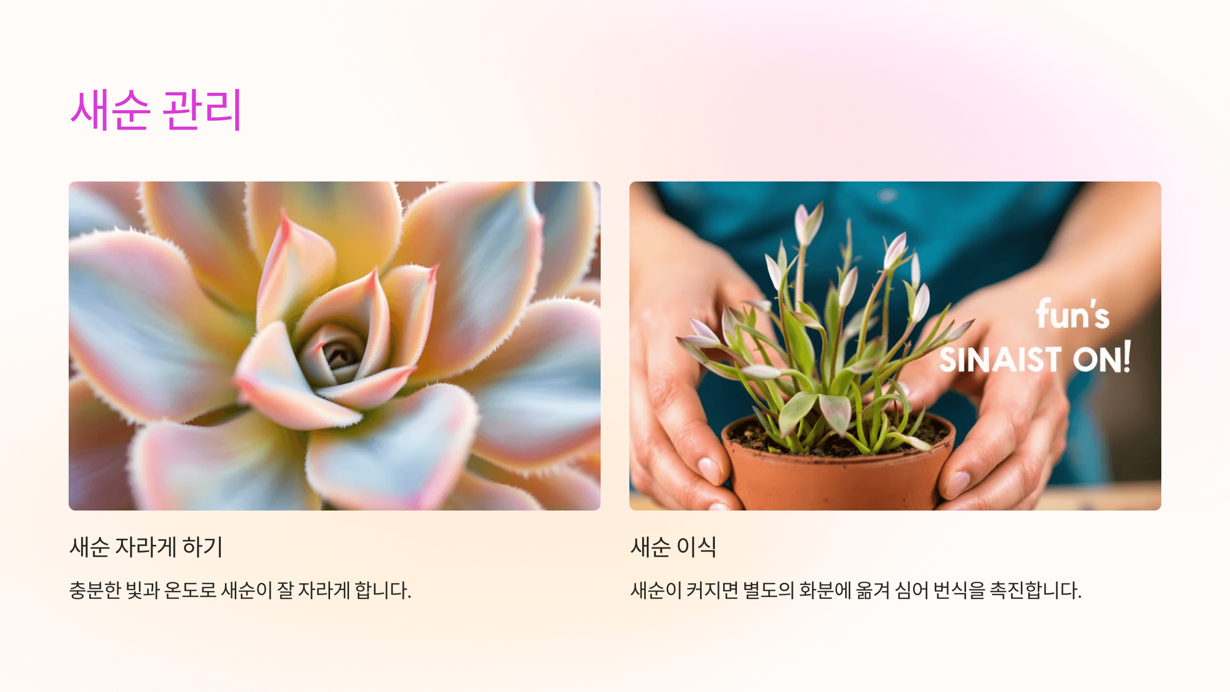 스투키와 관련된 사진입니다.