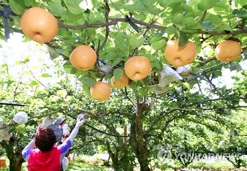 전남 나주 달콤한 과일 배 파는 곳 전국 택배 온라인 전화 주문 추천