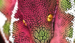 뱀이 바닥을 기며 따라오는 꿈해몽