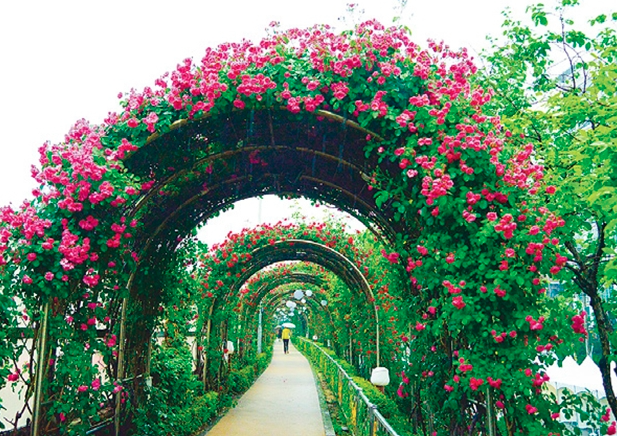 2025 중랑 서울장미축제