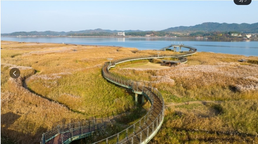 신성리 갈대밭