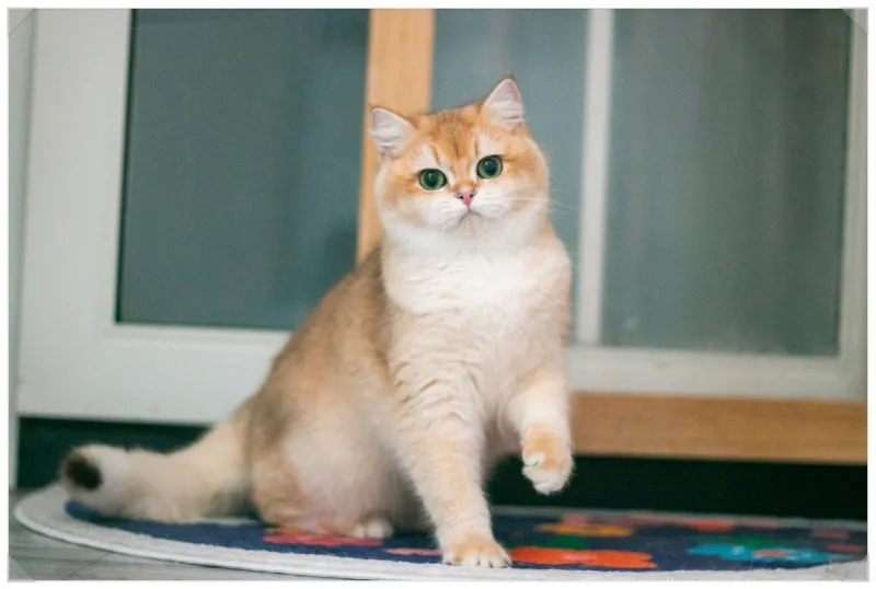 브리티쉬숏헤어 고양이 실버 유전병 분양 가격 성격_3