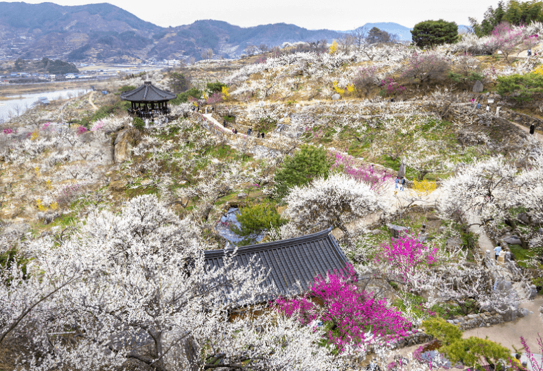 2023 광양 매화축제 매화마을