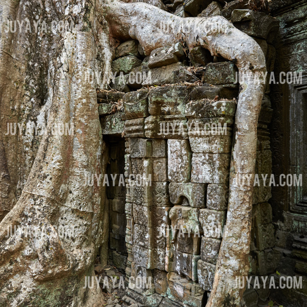 타프롬 사원을 감싸고 있는 거대한 나무뿌리.