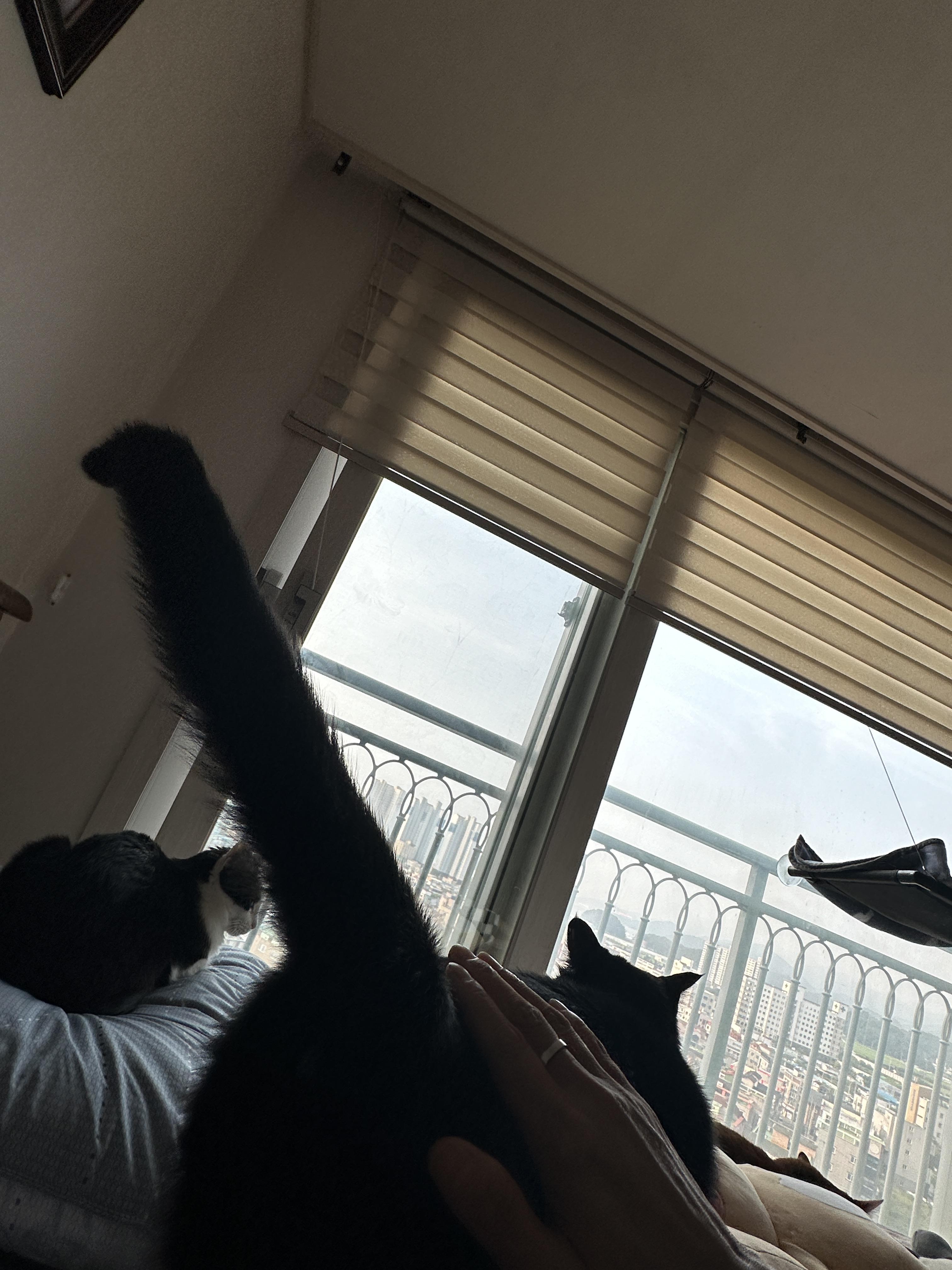 기분_좋은_건이의_쭉_뻗은_꼬리_2