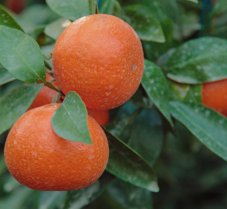 나무에 매달려 있는 레드향