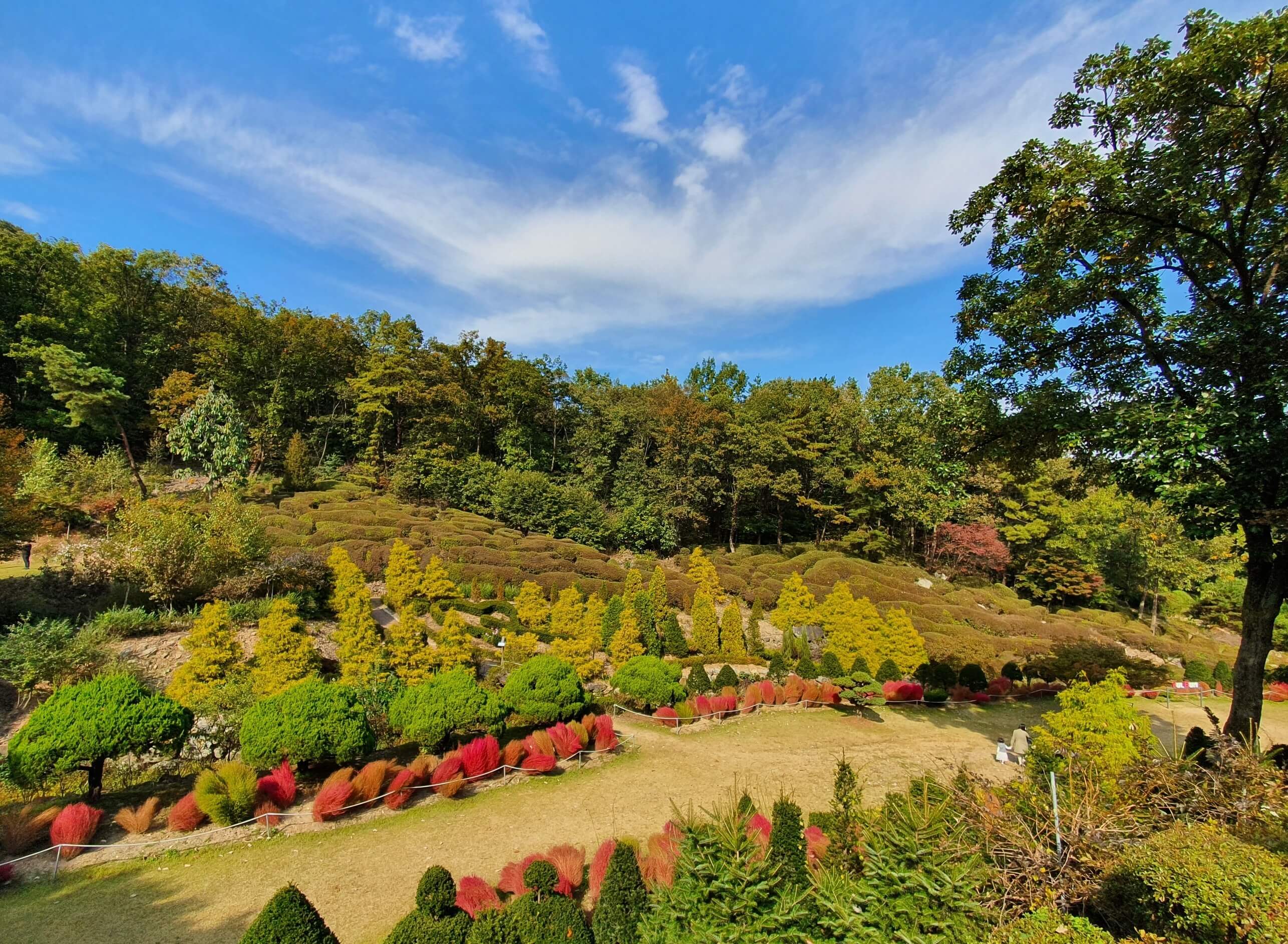 광주 율봄식물원 수국 축제