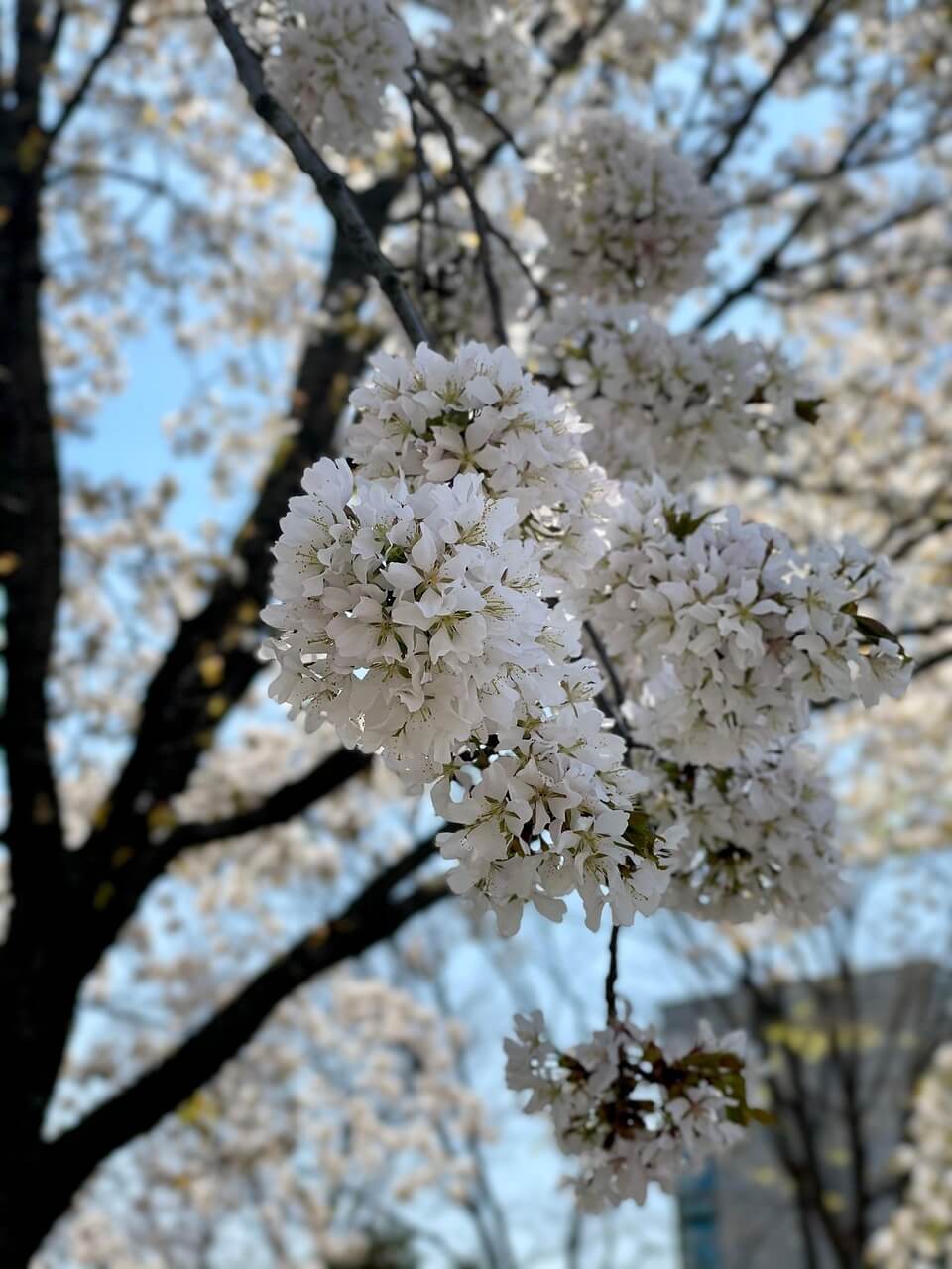 보은 벚꽃길 축제