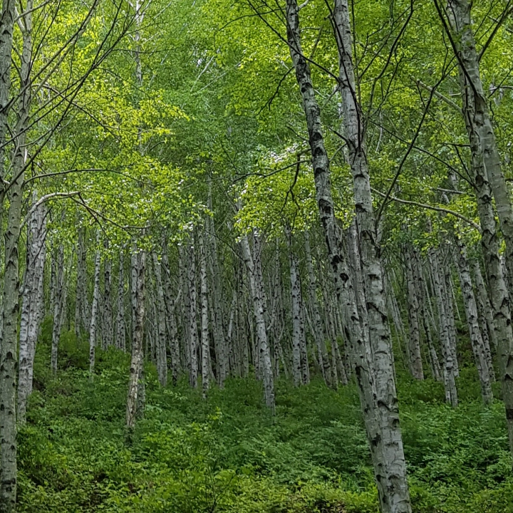 6월 연휴와 휴가 숙소로 숲체원이 제격. 예약은 숲이랑 웹사이트. 사진은 국립김천치유의숲