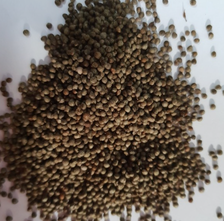 들깨 심는시기(파종시기, 심기방법, 재배방법, 수확하기) 깻잎키우기 총정리!