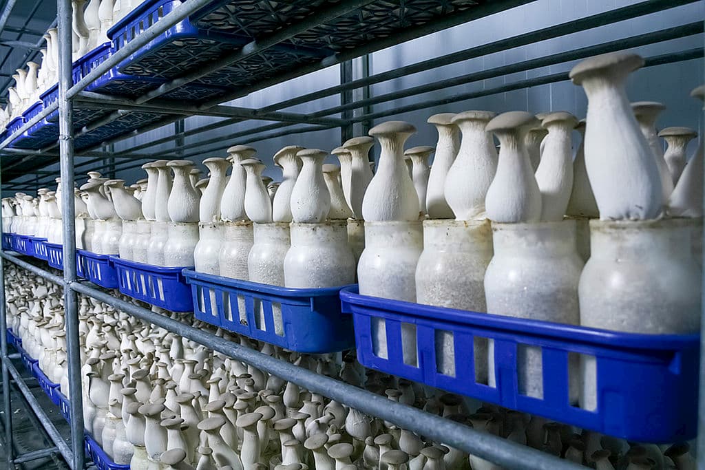 새송이버섯 재배