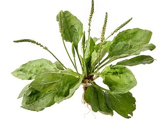 차전자피 효능 먹는법 부작용 (2주 섭취 후기)