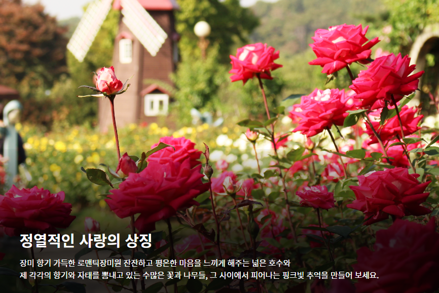 서울대공원 장미원축제 기간, 입장료, 주차 총정리