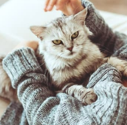 우리 고양이 발정기&amp;#44; 언제 오고 어떤 신호일까요? 그리고 중성화는요?