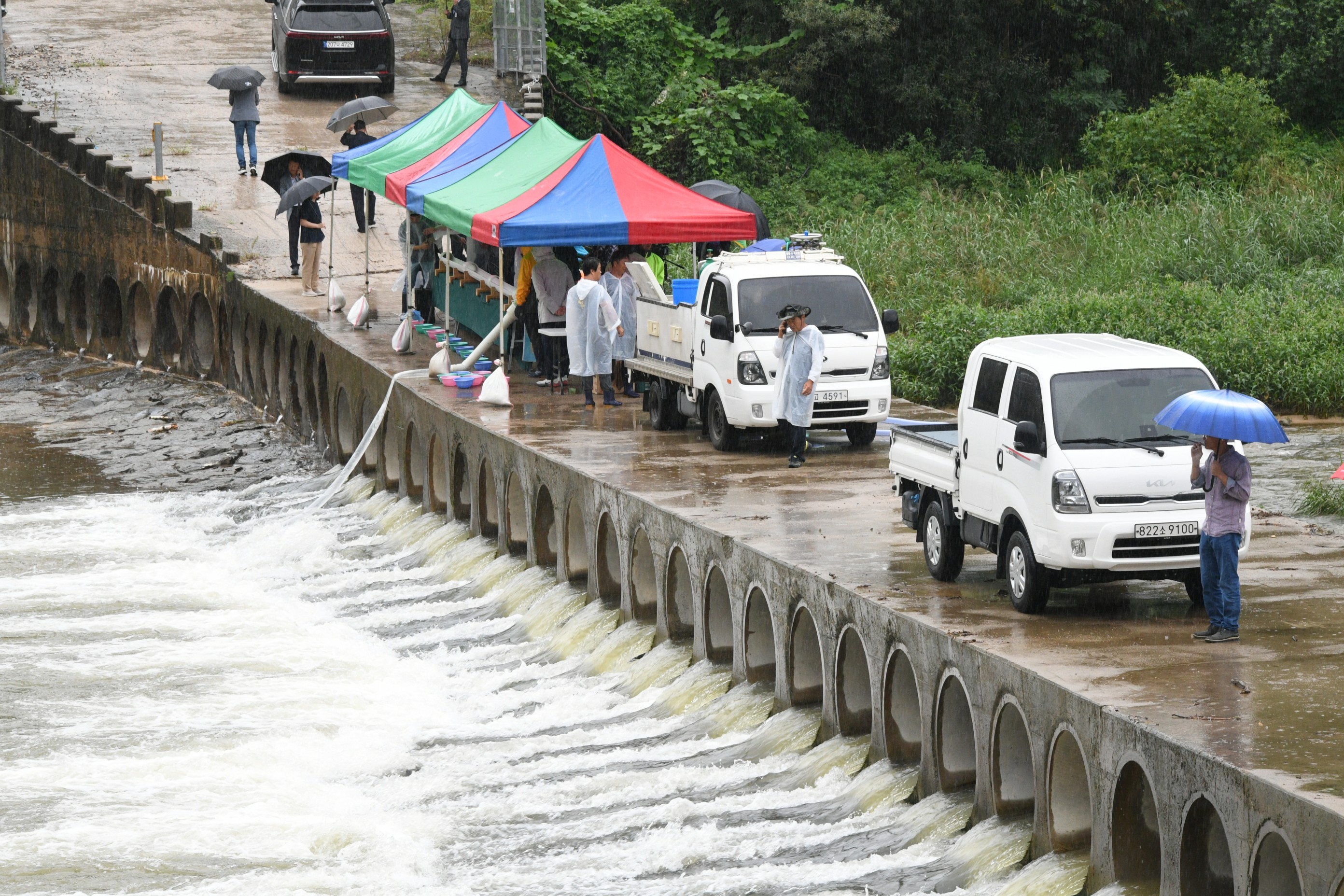 평창군 내수면 수산자원 조성을 위한 대농갱이 방류 현장 사진