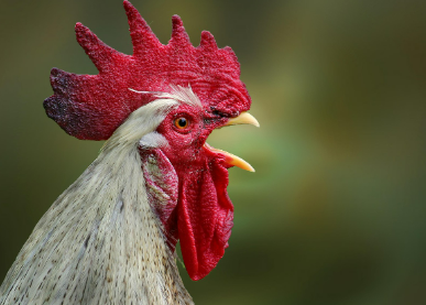 2025년 6월 닭띠 생년별 운세