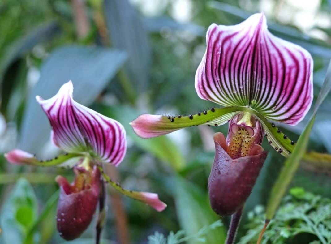 기후 변화로 사라지기 전 알아야 할 &lsquo;희귀 난초 7종&rsquo; 가장 섬세한 생명들