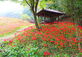 9월 꽃 축제 하는 곳