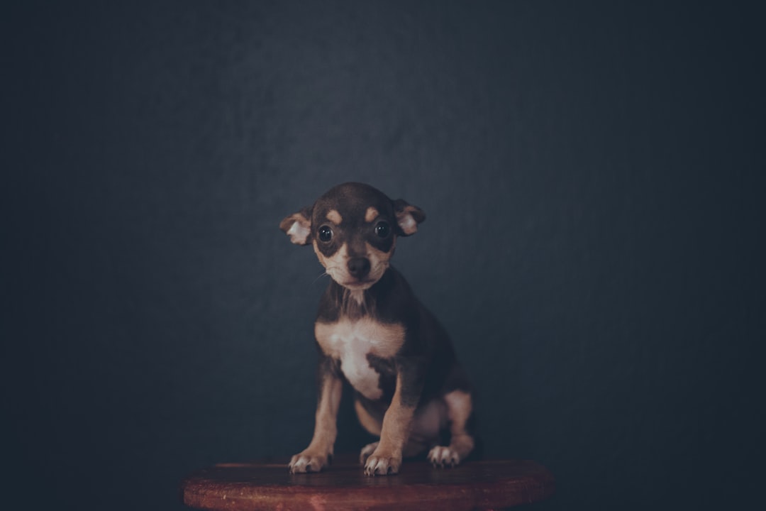 Pet insurance