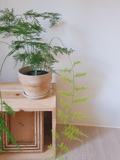 아스파라거스 나누스 사진