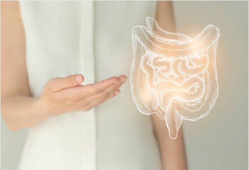 여성 갱년기 유산균 효능