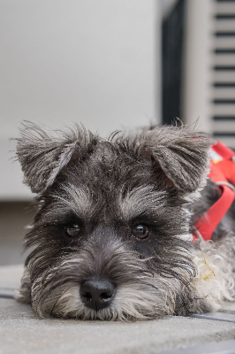 미니어처 슈나우저 사진